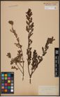 Foto von Salix aurita L. x Salix myrtilloides L.